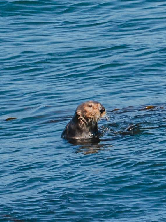 A sea otter, up among the kelp.